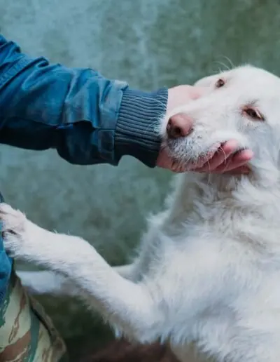 Shelter dog