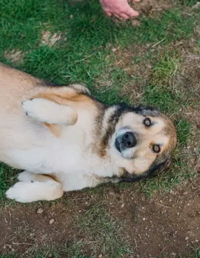 Shelter dog