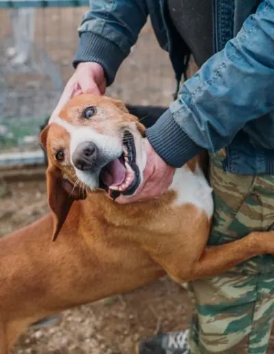 Shelter dog