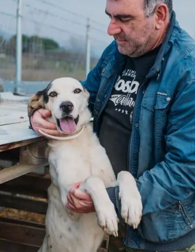 Shelter dog